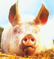pig-vale.jpg (19979 bytes)
